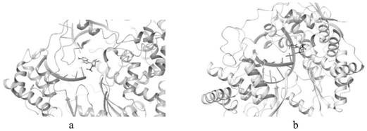 Method for screening small molecule peptidomimetic inhibitor and application of small molecule peptidomimetic inhibitor