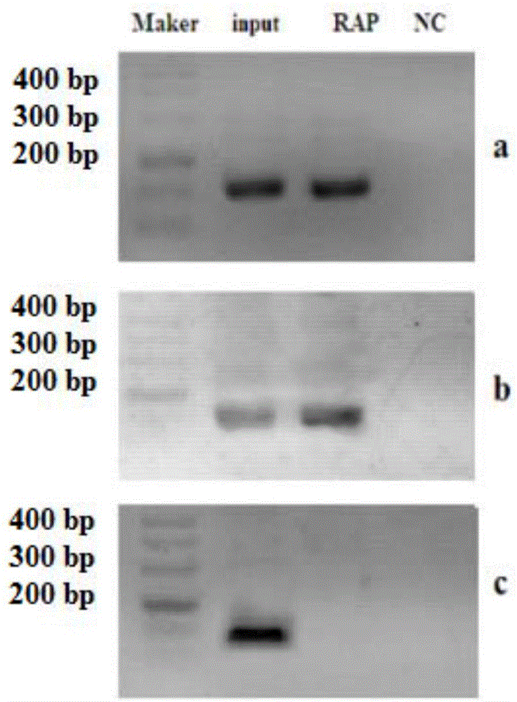 RNA (Ribonucleic Acid) antisense purification method