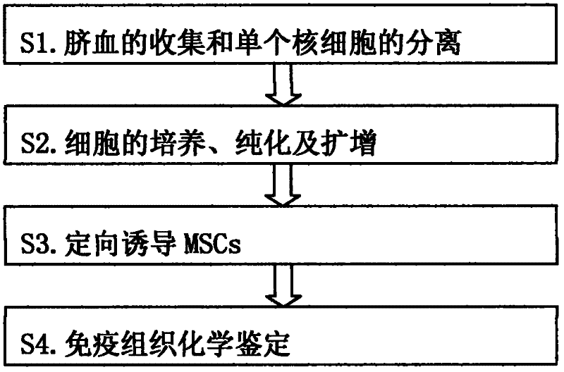 Isolation and cultivation method of prokaryotic cells of human umbilical cord blood mesenchyme stem cells