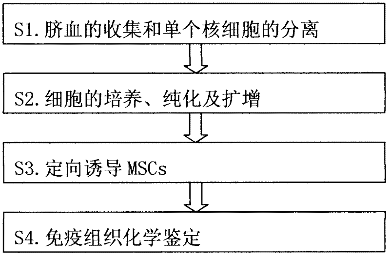 Isolation and cultivation method of prokaryotic cells of human umbilical cord blood mesenchyme stem cells