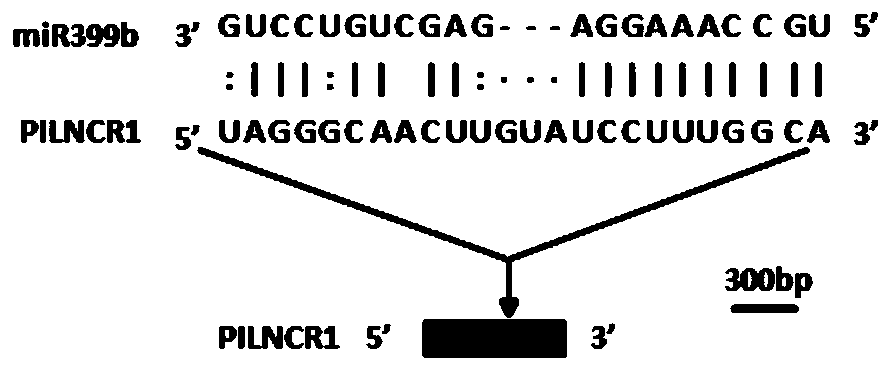 Maize pilncr1 and its application in regulation and detection of maize tolerance to low phosphorus stress