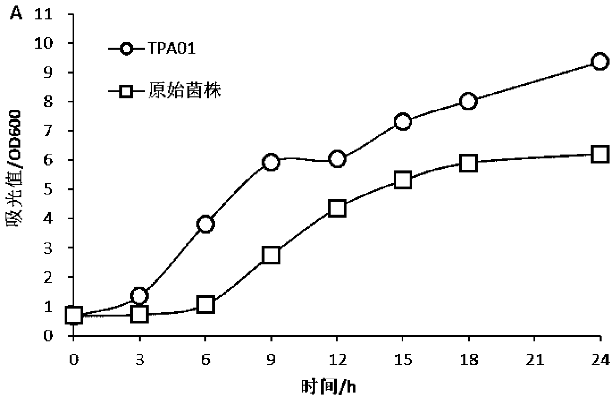 Saccharomyces cerevisiae strain tolerant to vanillic acid, p-hydroxybenzoic acid and syringic acid and application of Saccharomyces cerevisiae strain