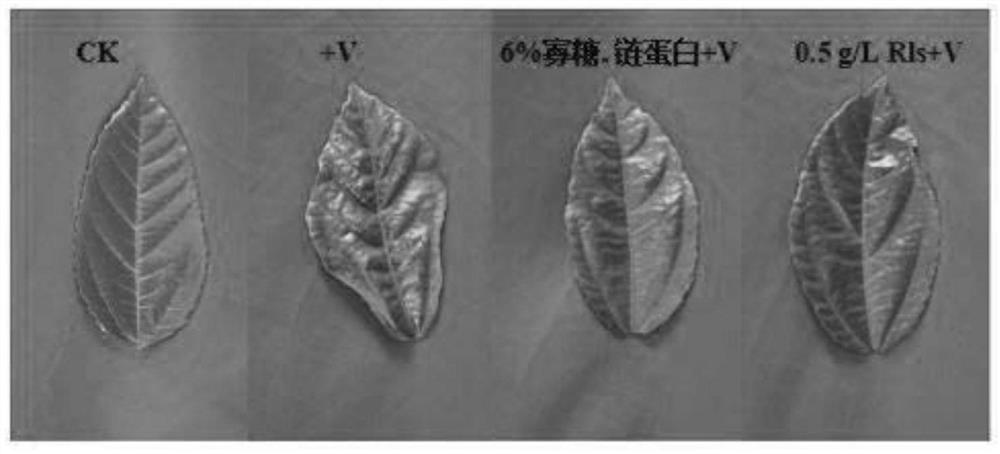 A kind of pharmaceutical preparation and method for resisting evening primrose mosaic virus