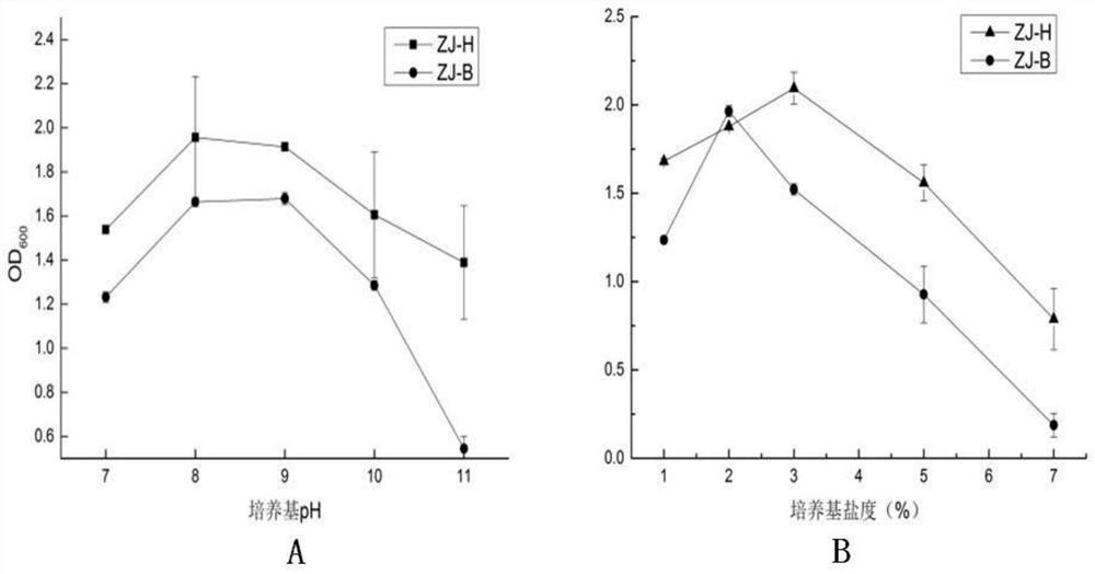 Arthrobacter strain zj-h and its application