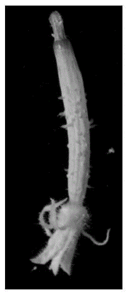 Combined culture medium for in vitro regeneration of cucumber ovary