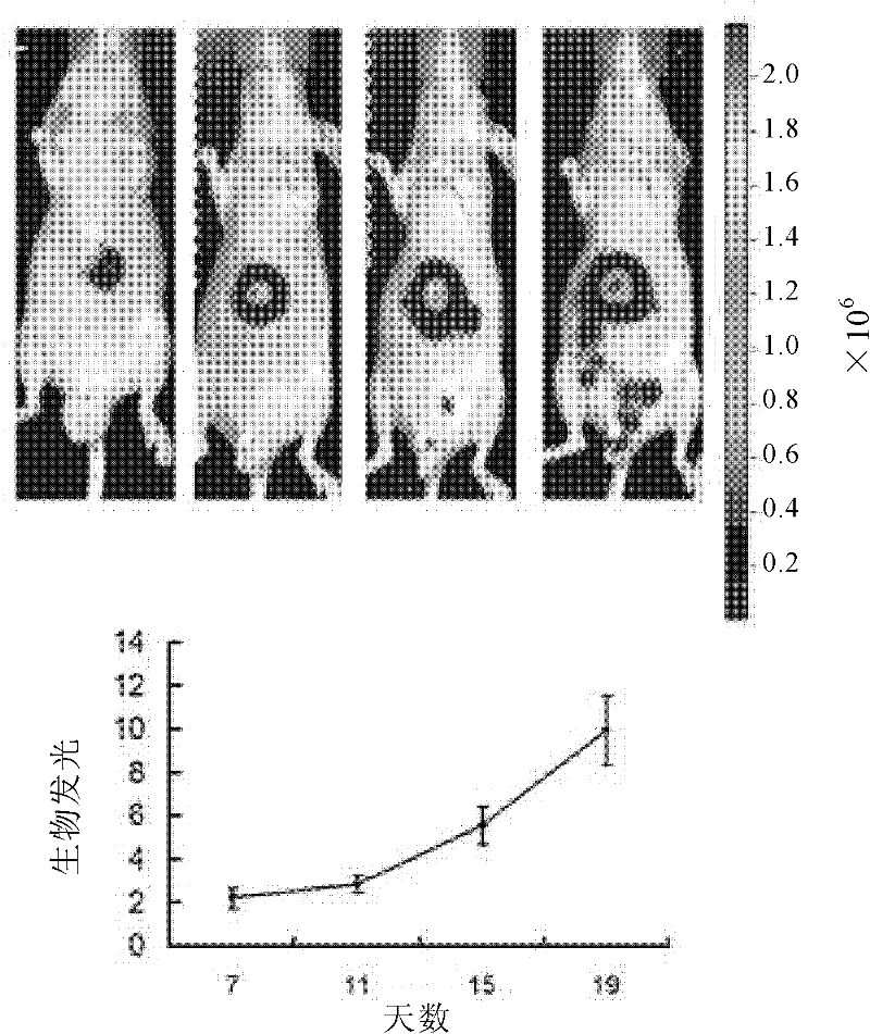 Lentivirus vector expression system of luciferase and application thereof