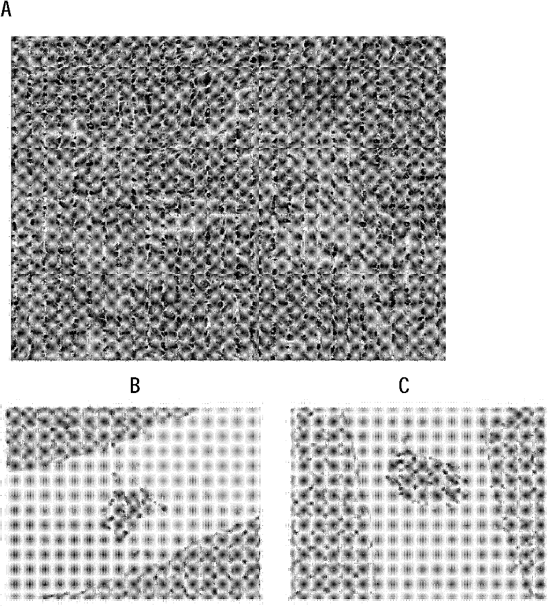 Lentivirus vector expression system of luciferase and application thereof