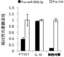 Application of miR-509-3p expression inhibitor in preparation of polycystic ovary syndrome treatment drugs