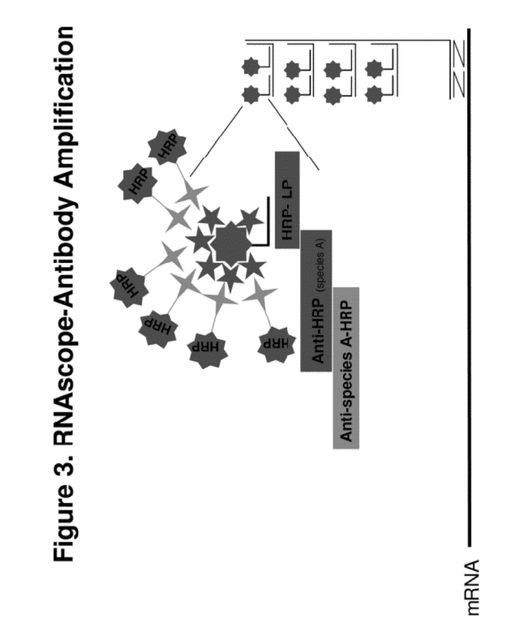 Ultra sensitive method for in situ detection of nucleic acids
