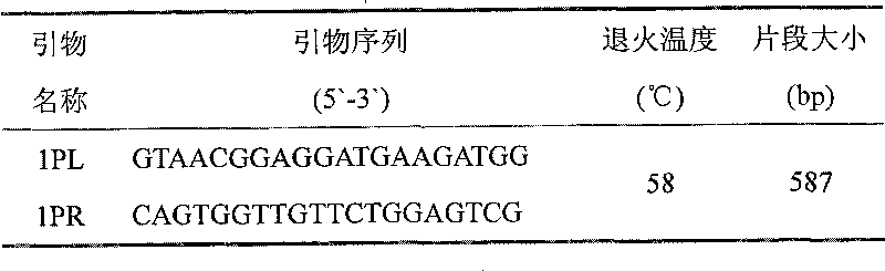 SNP molecular marker of swine and primer thereof