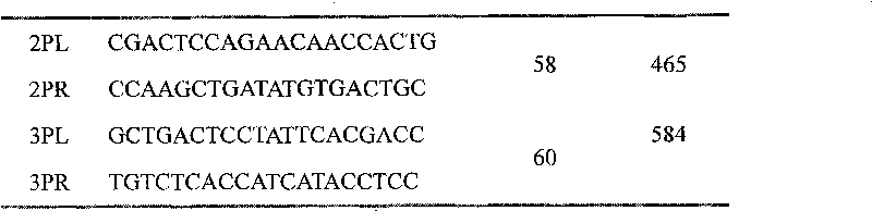 SNP molecular marker of swine and primer thereof