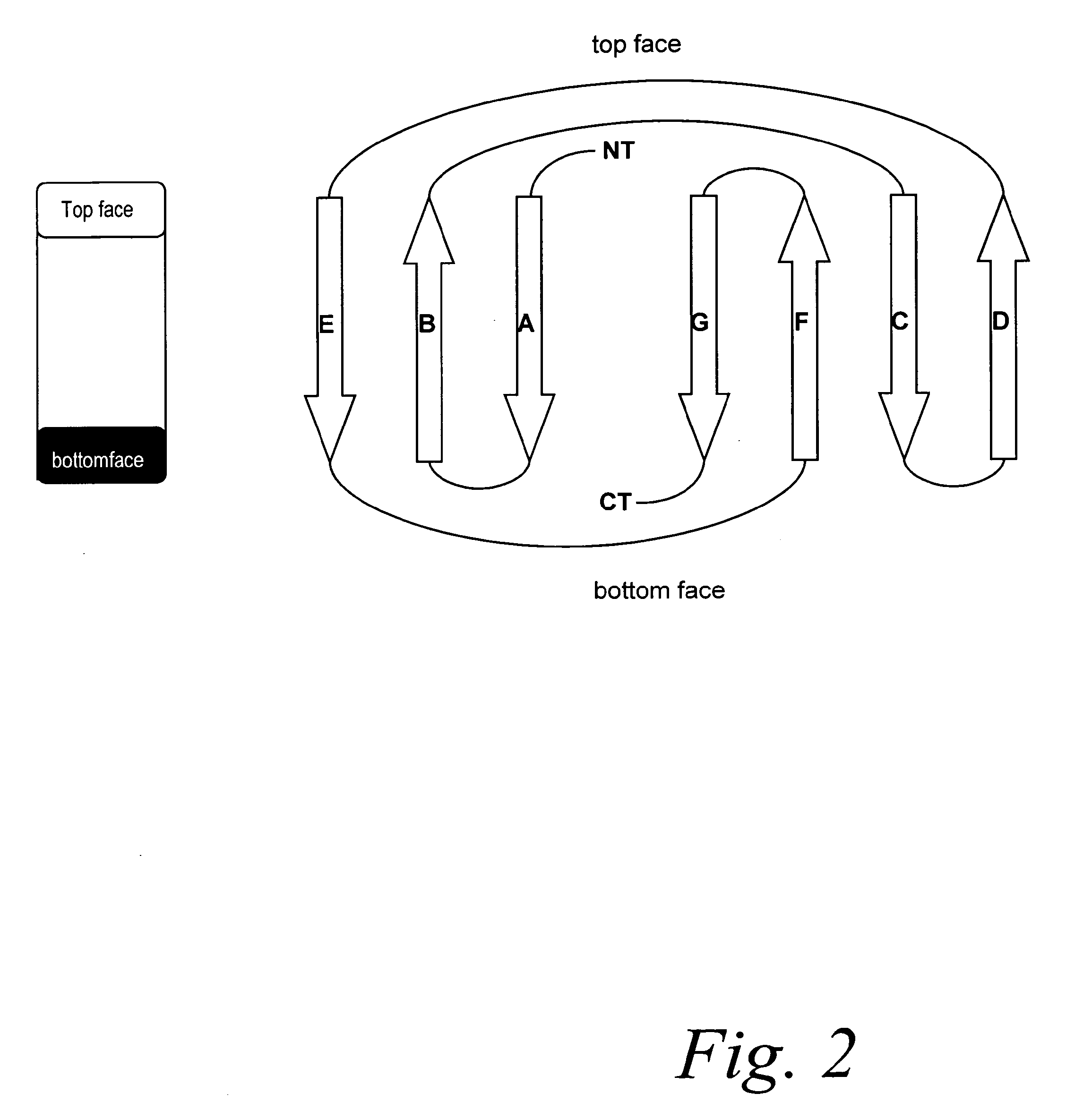 Improved fibronectin-based binding molecules and uses thereof