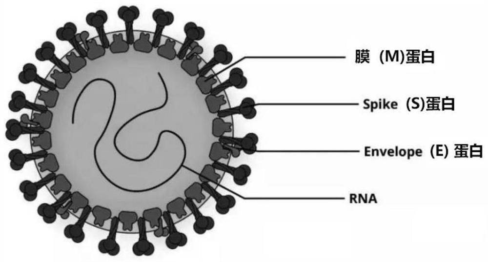 Single chain antibody capable of resisting S2 protein on surface of novel coronavirus SARS-CoV-2 and applications thereof