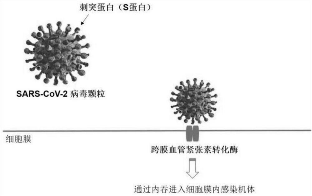 Single chain antibody capable of resisting S2 protein on surface of novel coronavirus SARS-CoV-2 and applications thereof