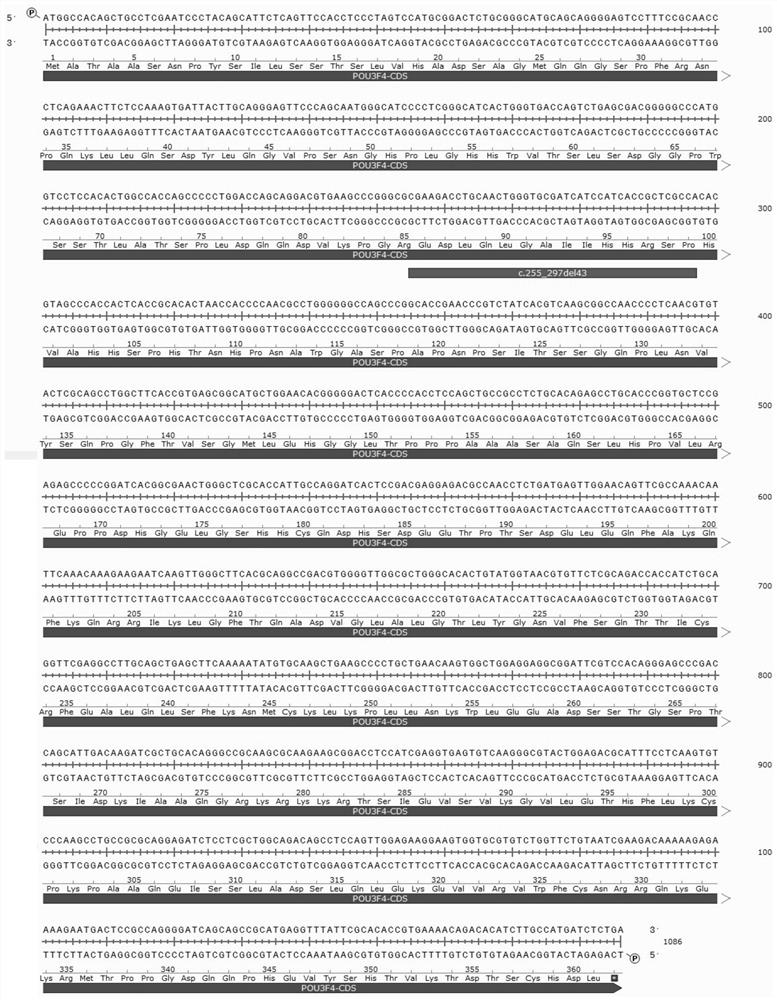 Inner ear malformation/incomplete septation type III cochlear malformation gene pou3f4 mutation detection kit