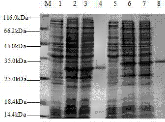 Engineered protein TAT-VP28 against white spot syndrome virus of shrimp and its preparation and purpose