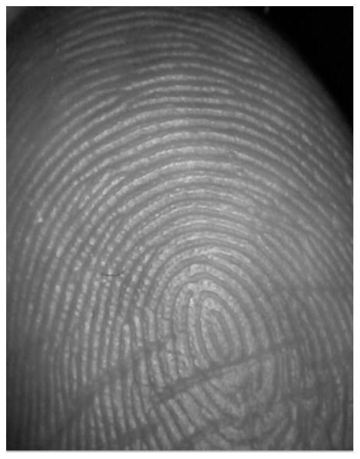 Fingerprint identification method and device