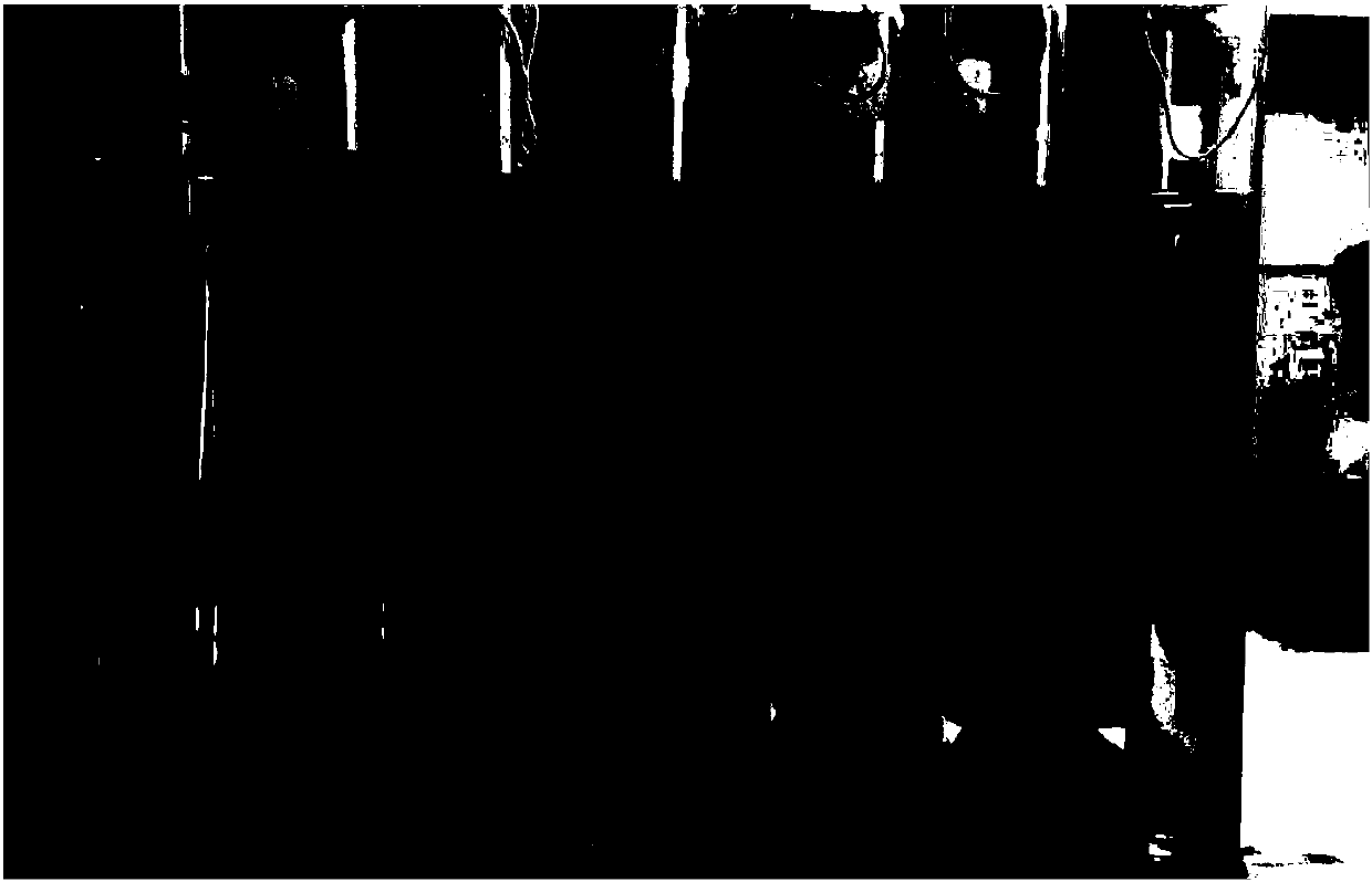 Bacillus methylotrophicus and application thereof