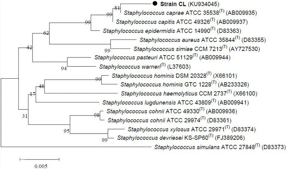 Staphylococcus caprae for degrading phenol