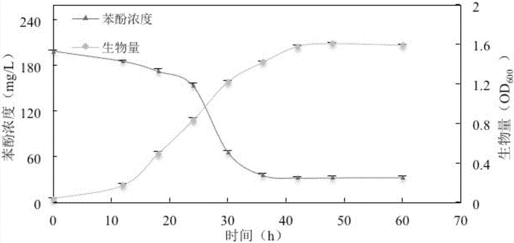 Staphylococcus caprae for degrading phenol