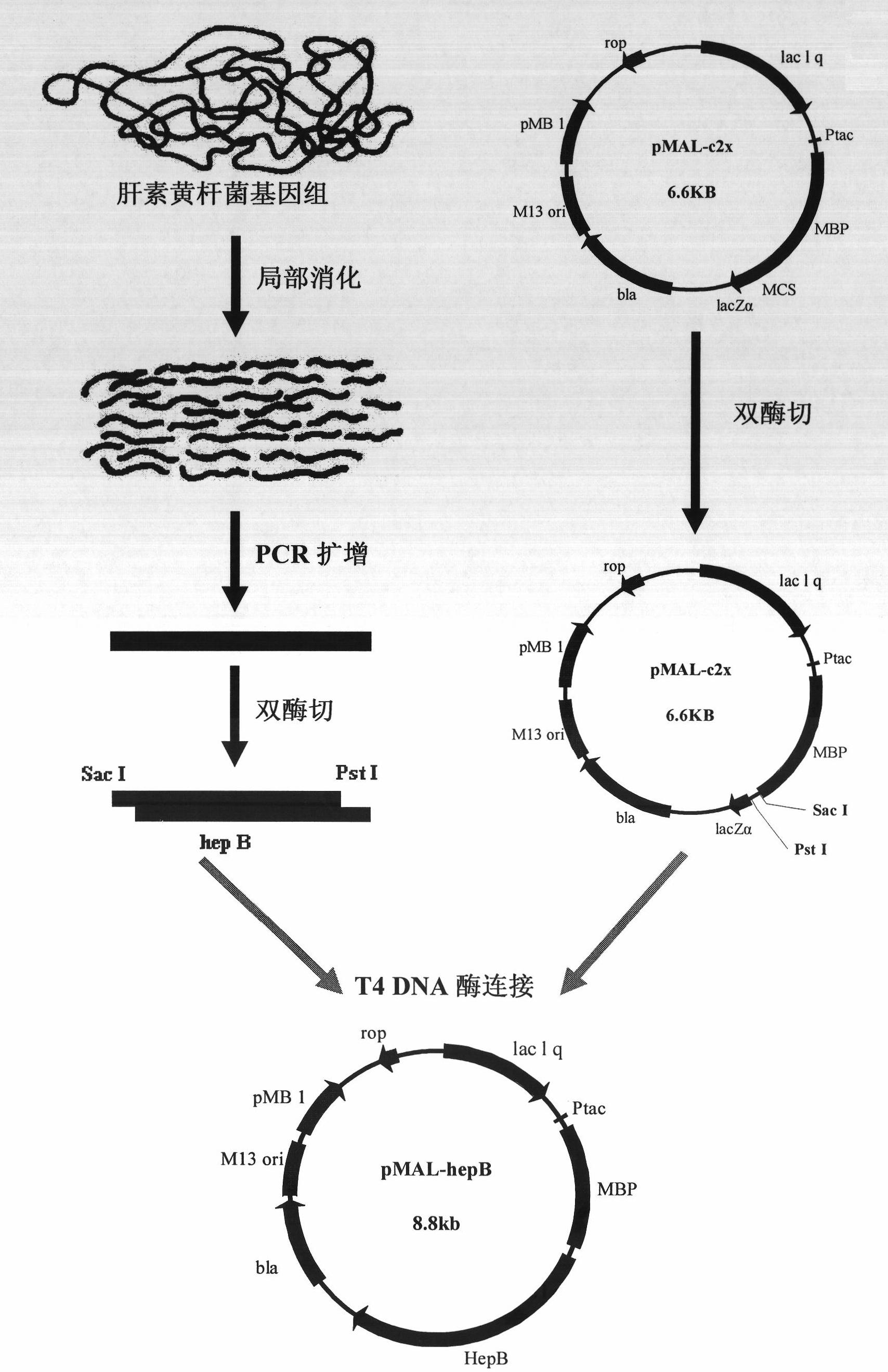 Heparanase II fusion protein and coding gene and expression method thereof
