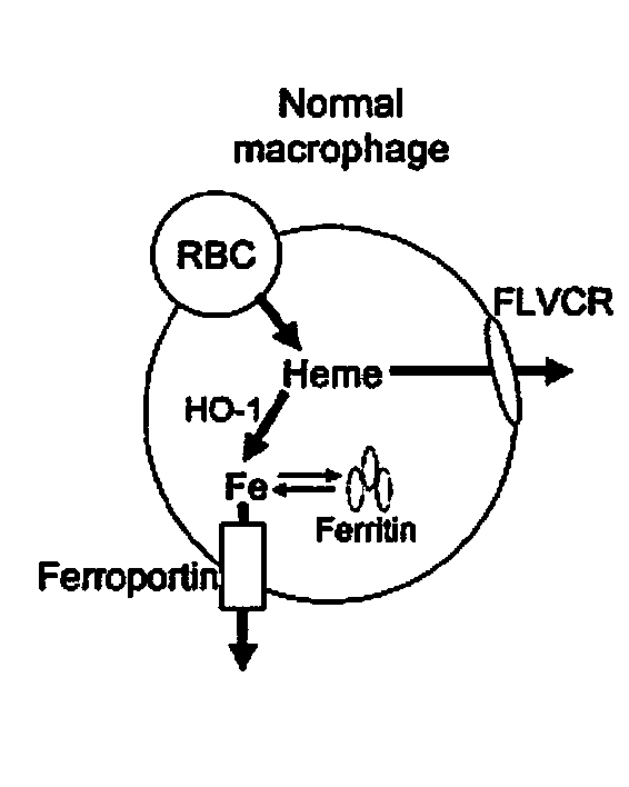 Compositions and methods for facilitating heme-iron export from cells