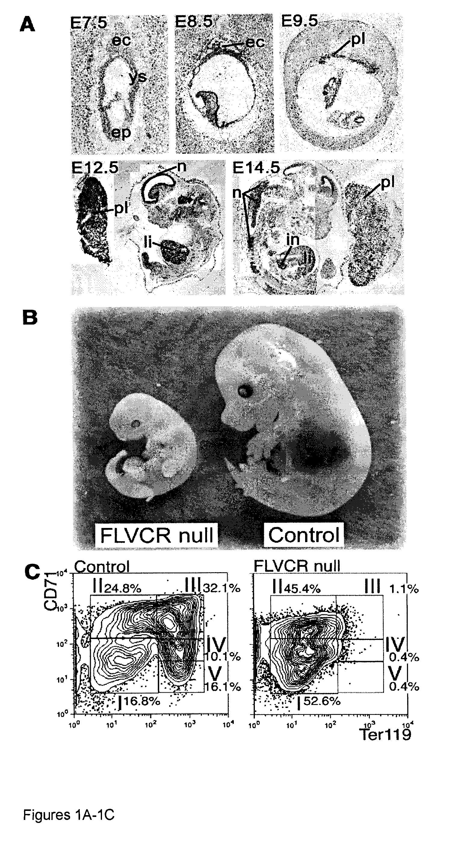 Compositions and methods for facilitating heme-iron export from cells