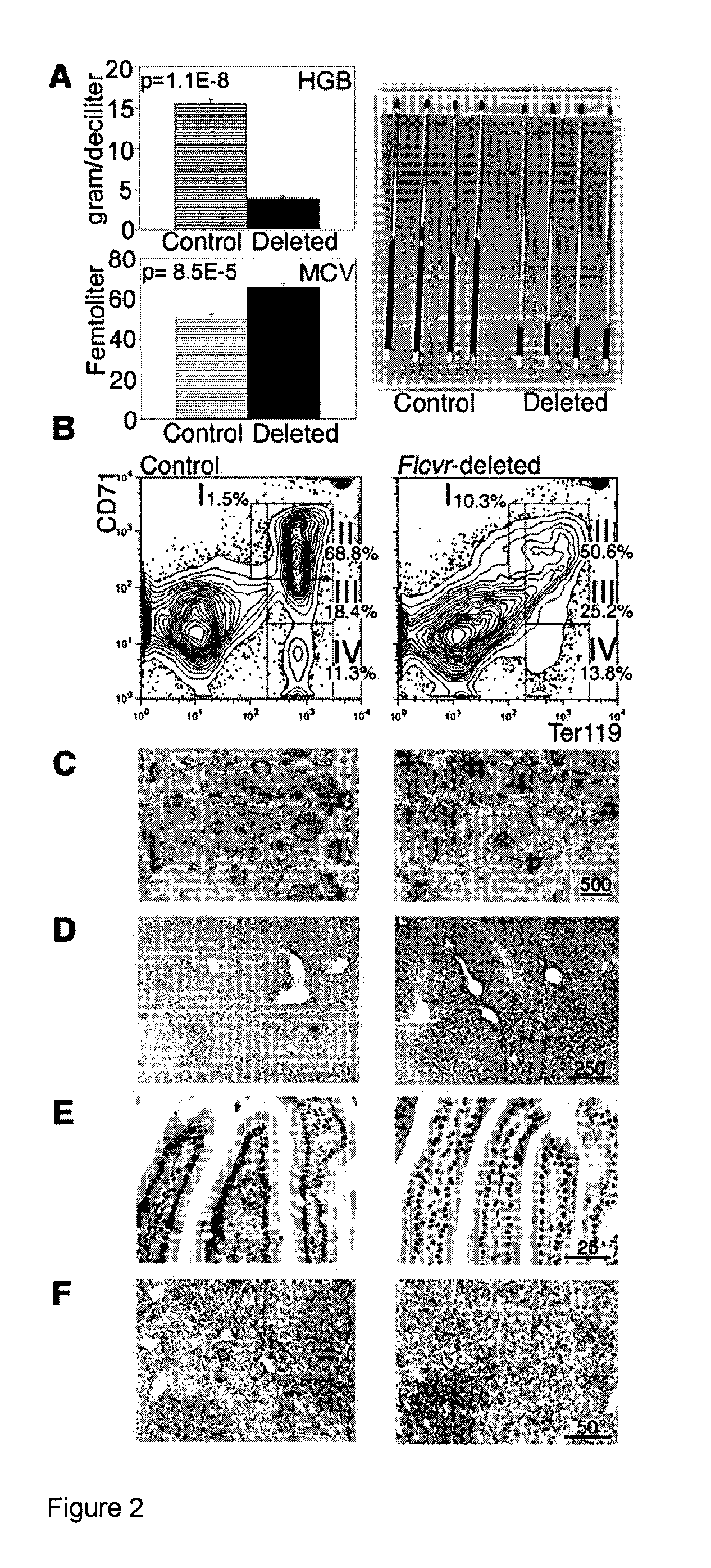 Compositions and methods for facilitating heme-iron export from cells