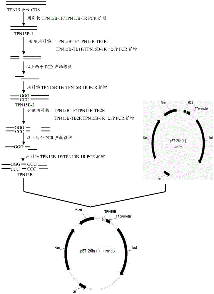 Conjugate and preparation method thereof, syphilis detection reagent and syphilis detection kit