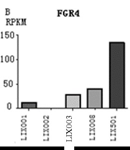 A human liver cancer cell line overexpressing fgf19 and its application