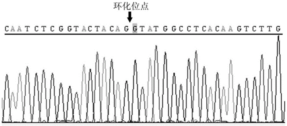Cyclic RNA circ-ZKSCAN1 use