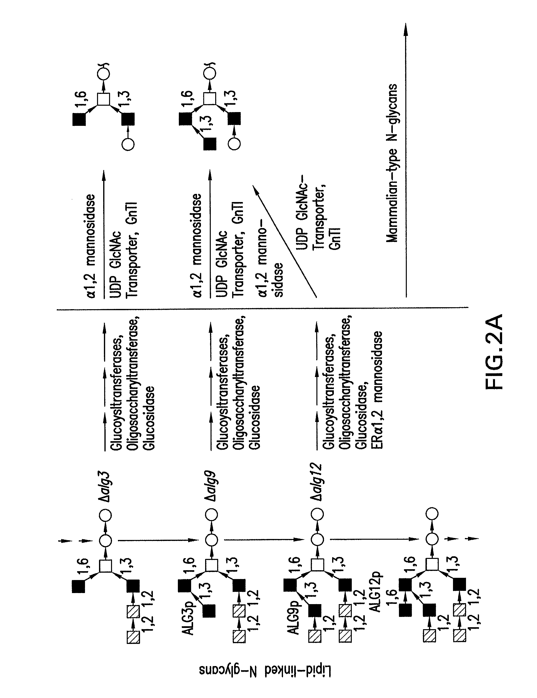 Method to engineer mammalian-type carbohydrate structures