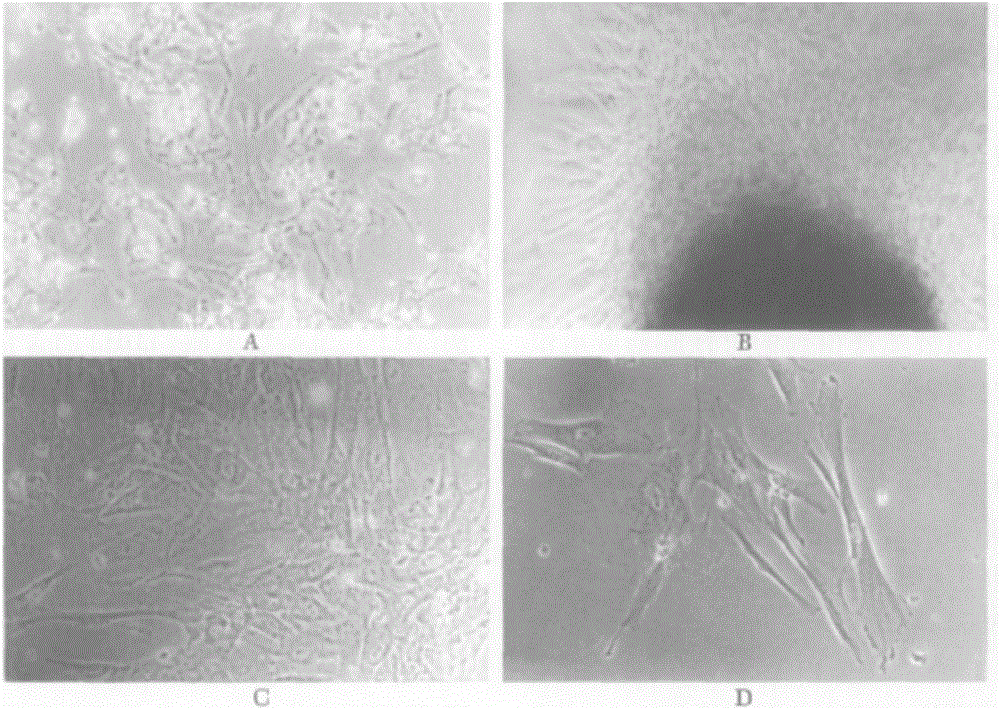 Stem cell preparation for treating hepatic injury