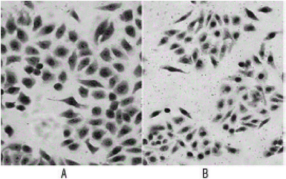 Stem cell preparation for treating hepatic injury