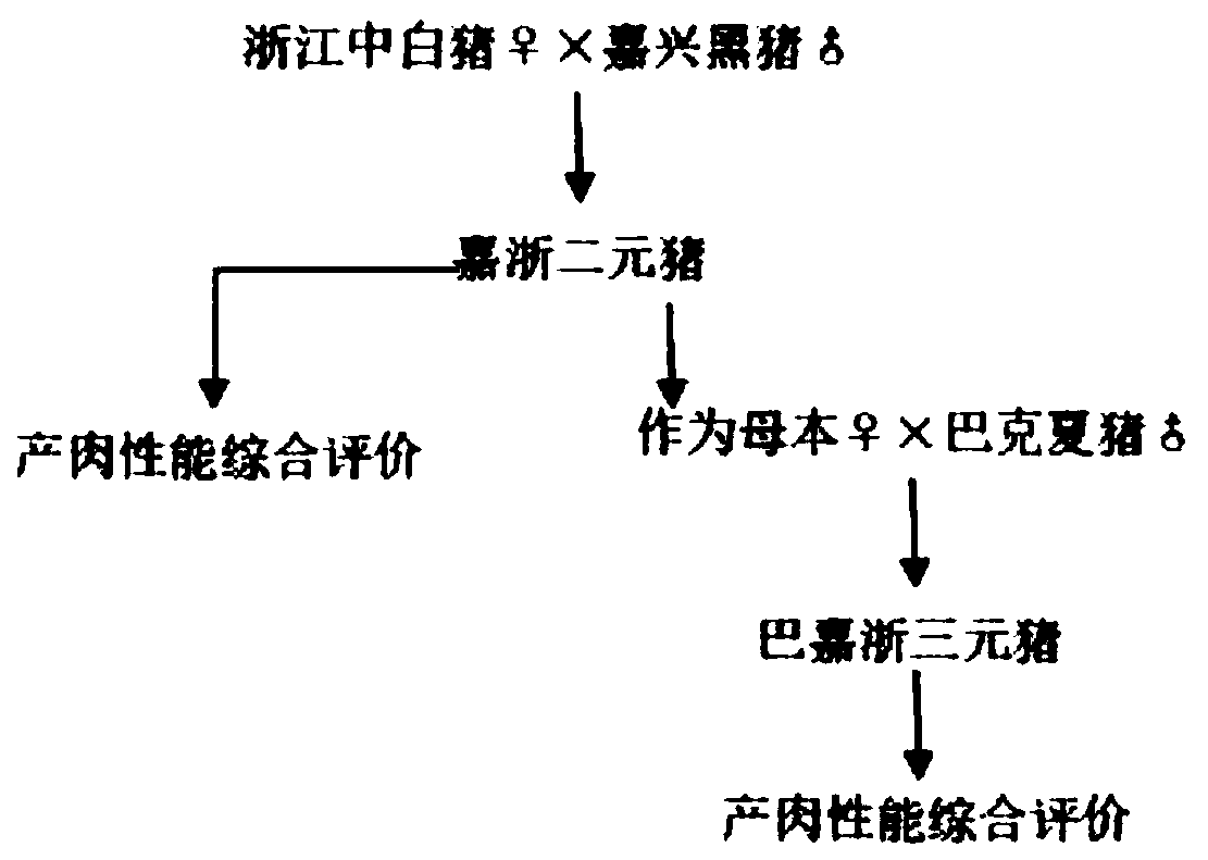 A kind of hybrid production method of high-quality pig