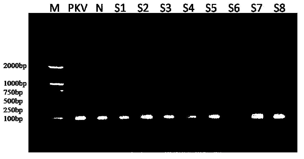 Nested RT-PCR(reverse transcription-polymerase chain reaction)kit and method for detecting porcine Kobuvirus