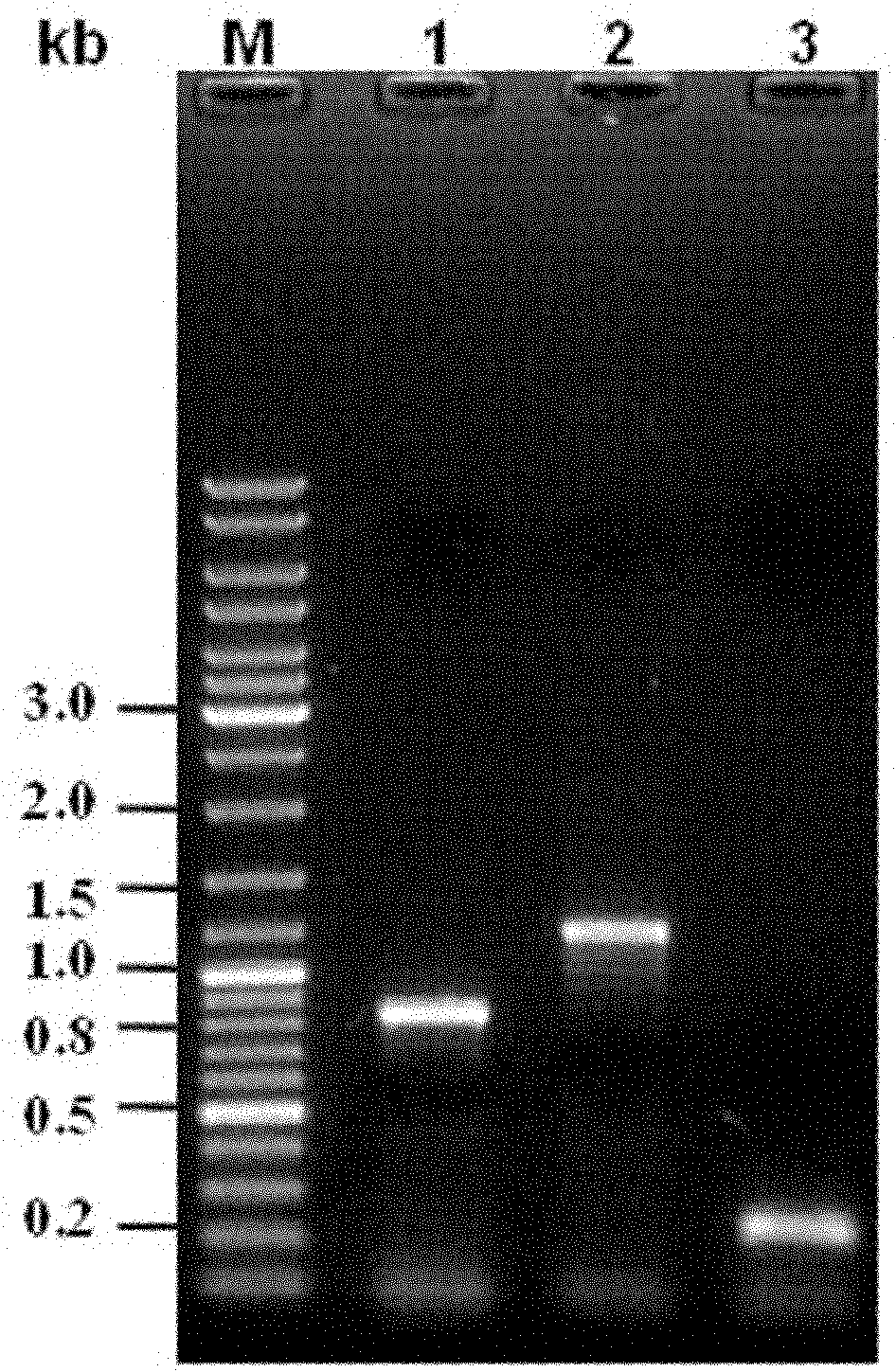 nfi-gene-knocked-out mutant strain of escherichia coli DH5 alpha as well as preparation method and application thereof