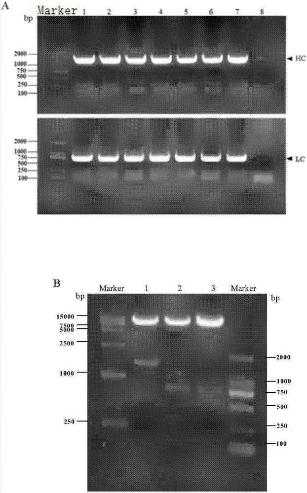 Recombinant swine fever virus E2 protein swine source monoclonal antibody and preparation method and application thereof