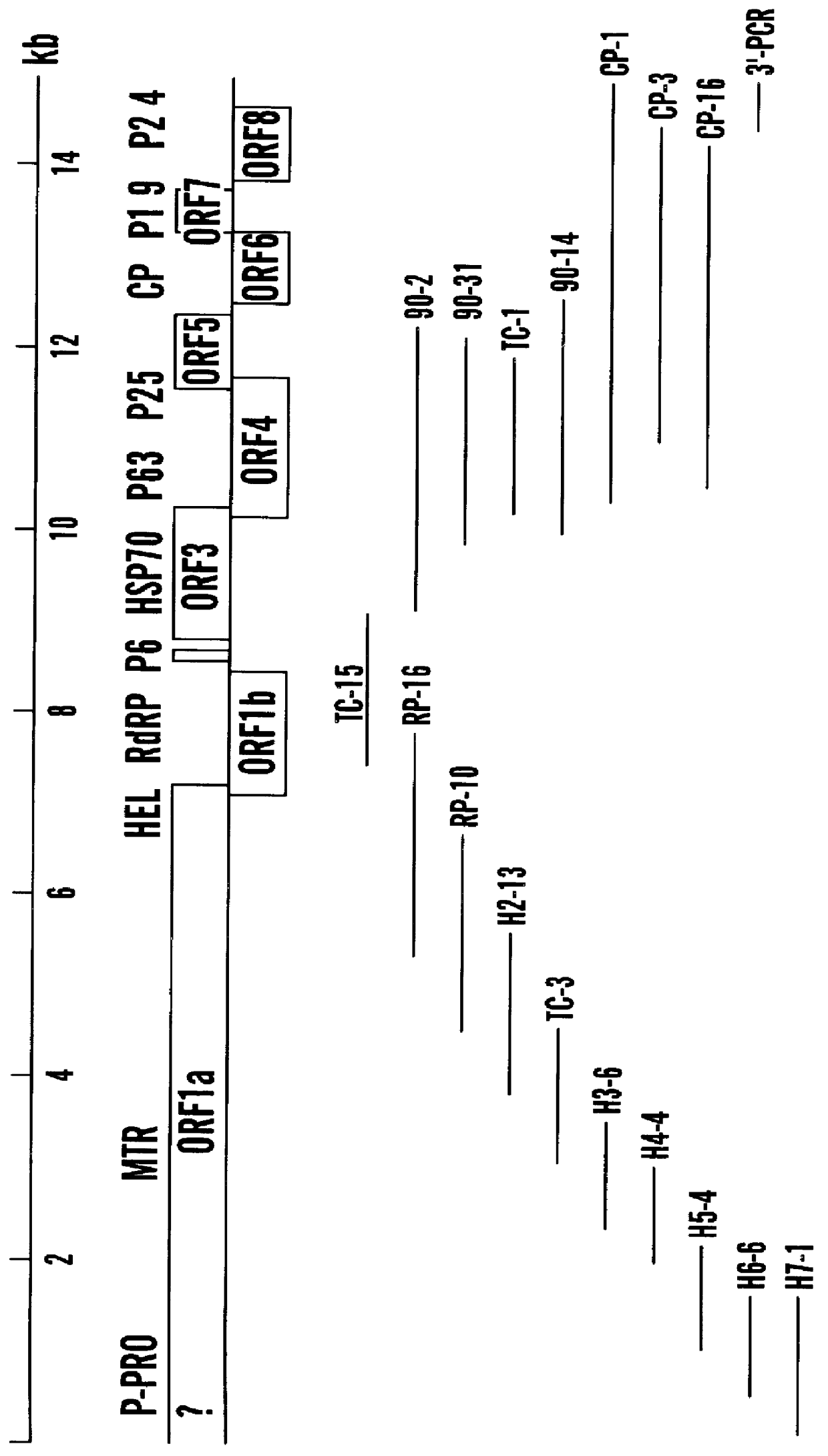 Grapevine leafroll virus (type 2) proteins and their uses