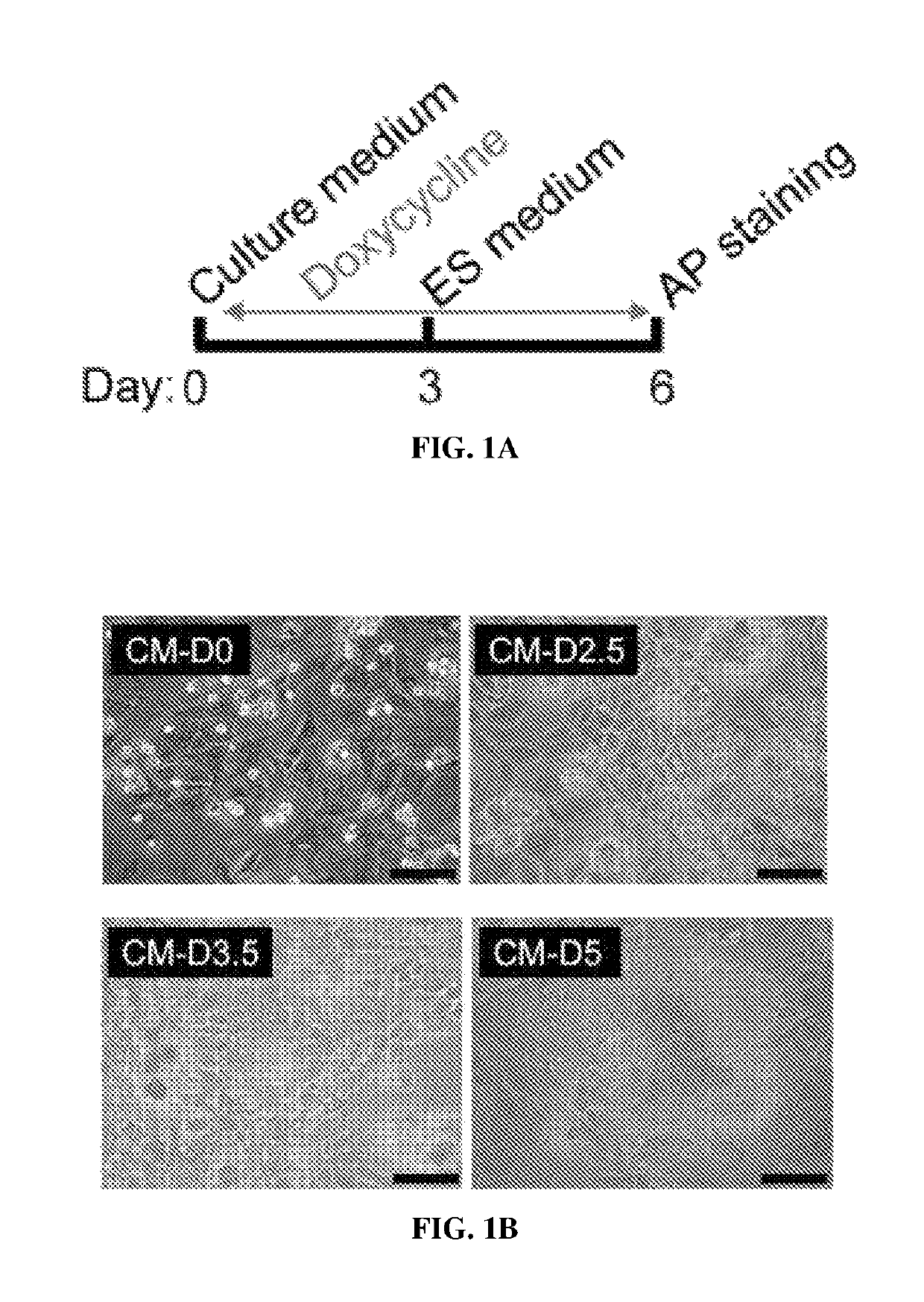 Therapeutic gene cocktail for heart regeneration