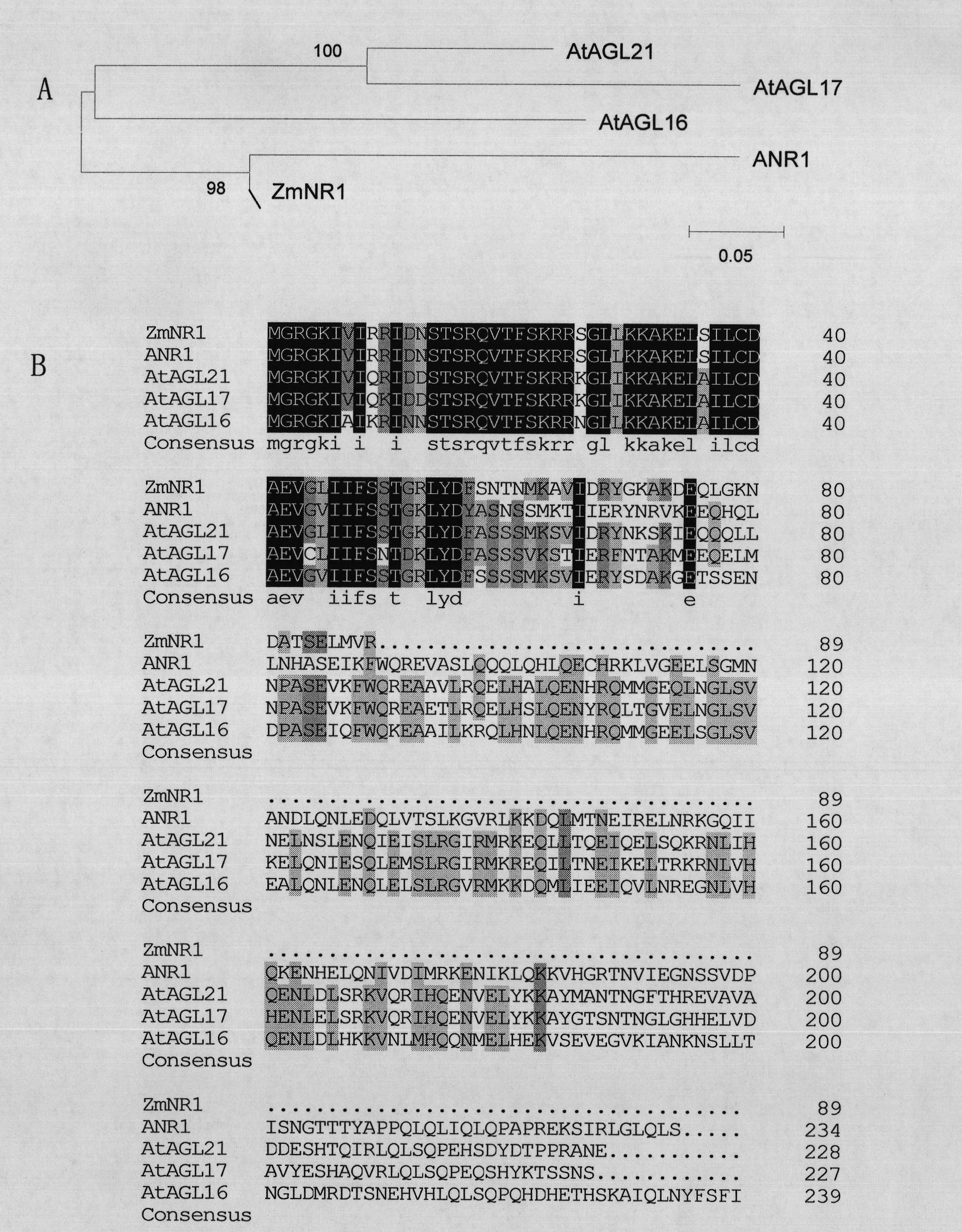 Plant root development related protein ZmNR1 and coding gene thereof
