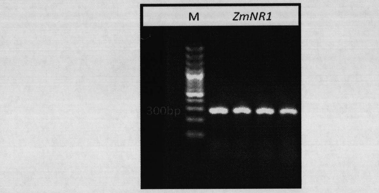 Plant root development related protein ZmNR1 and coding gene thereof