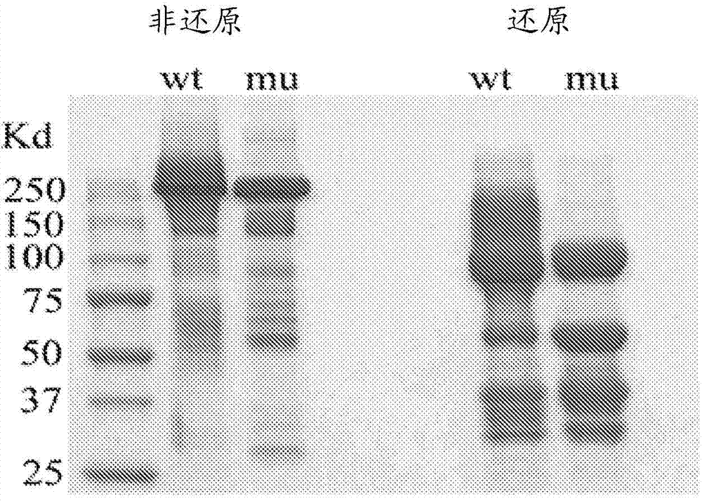 Human monoclonal antibodies specific for glypican-3 and use thereof
