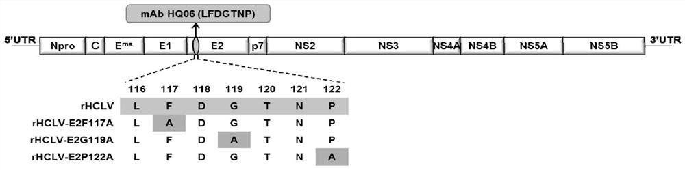 Candidate marker vaccine strain with HQ06 epitope mutation for swine fever and application of candidate marker vaccine strain