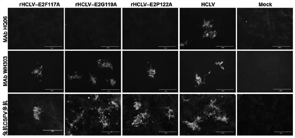 Candidate marker vaccine strain with HQ06 epitope mutation for swine fever and application of candidate marker vaccine strain