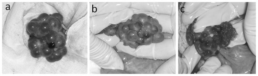 Method for in-vitro cloned embryo transplantation of pregnant sow
