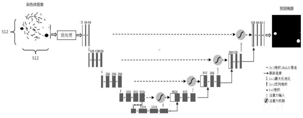 Automatic chromosome segmentation and classification method based on deep learning