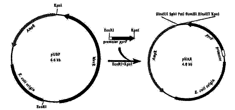 Genetic manipulation system based on Haloarcula hispanica and pyrF gene and its application