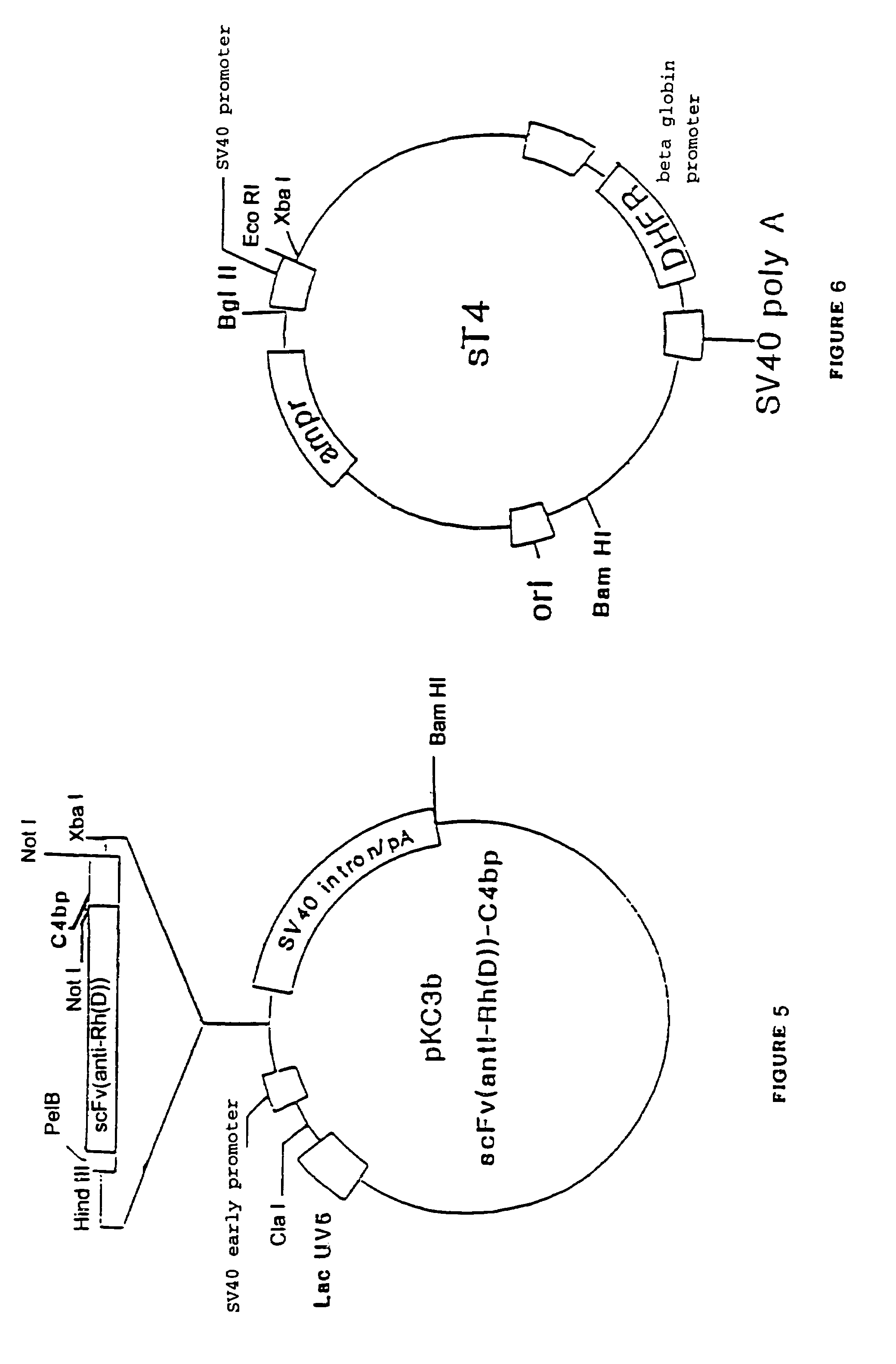 α-β C4BP-type recombinant heteromultimeric proteins