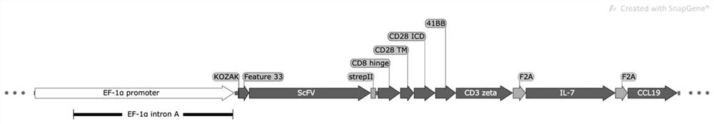 Chimeric antigen receptor taking CD99 as target spot and application of chimeric antigen receptor